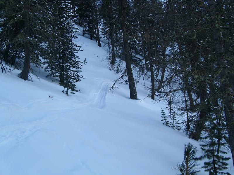 SL270605.JPG - Fresh Tracks in the forest